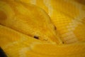 Very Close Look at the Snake Skin of a Burmese Python Royalty Free Stock Photo