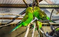 Very close lovely couple of budgie parakeets together, tropical and popular pets in aviculture, colorful birds from Australia Royalty Free Stock Photo