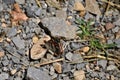 Very Close Multicolored Butterfly with Wings Open