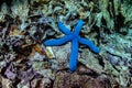 Very close photo of colorful big live blue sea star at coral reef bottom, tropical sea of Indonesia, Bali