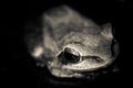 Very close photo of the leucomystax Polypedate frog with eye focused. Image of Common tree frog, four-lined tree frog, silver tree