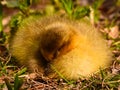 Very close photo of newborn, cute, yellow fledglings of gooses Royalty Free Stock Photo