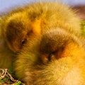 Very close photo of newborn, cute, yellow fledglings of gooses Royalty Free Stock Photo