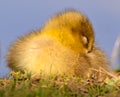 Very close photo of newborn, cute, yellow fledglings of gooses Royalty Free Stock Photo