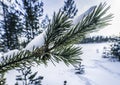 Very close photo of pine tree branch with the cone covered by fresh snow after night snowfall, bokeh photo of wild Scandinavian Royalty Free Stock Photo