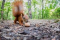 Furry tail squirrel and nut