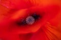 Very close poppy heart shot