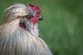 Very close portrait of a cockerel Royalty Free Stock Photo