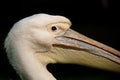 Very close profile of a pelican Royalty Free Stock Photo