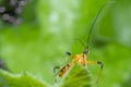 Close shot of yellow assassin bug. Royalty Free Stock Photo