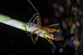 Close shot of yellow assassin bug. Royalty Free Stock Photo