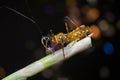 Close shot of yellow assassin bug. Royalty Free Stock Photo