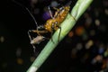 Close shot of yellow assassin bug. Royalty Free Stock Photo