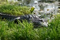 A Very Close to a Massive Alligator Sunning Next to the Blackwater Swamp Royalty Free Stock Photo