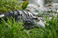 Massive Alligator Sunning Next to the Blackwater Swamp Royalty Free Stock Photo