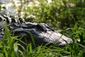 A Very Large Alligator Sunning Next to the Blackwater Swamp Royalty Free Stock Photo