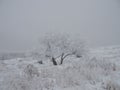 Very close tree trunks with foliage united covered in a thick layer of frosty snow