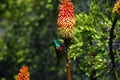 Africa- Harold Porter Gardens- Close Up of a Double Collared Sun