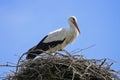 A very close up of beautiful stork specimen in its nest