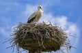 A very close up of beautiful stork specimen in its nest