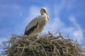 A very close up of beautiful stork specimen in its nest