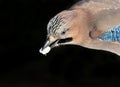 Very close up and detailed portrait head of eurasian jay Royalty Free Stock Photo