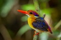 Very close up of Dwarf Kingfisher