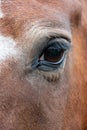 Very close up of the eye of a horse Royalty Free Stock Photo