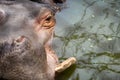 Hippo Front Half Face View Royalty Free Stock Photo