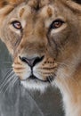 A very close-up full, the face of a lioness, beautiful clear brown eyes, the look of the beast right on you