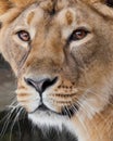 A very close-up full, the face of a lioness, beautiful clear brown eyes, the look of the beast right on you
