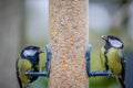 A pair of Great Tits (Parus major) eating seed on a domestic bird feeder Royalty Free Stock Photo