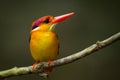 Very close up of Oriental Dwarf Kingfisher