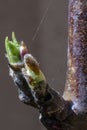 Bud on the tree branch. Royalty Free Stock Photo