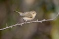 Very close-up photo of common chiffchaff Royalty Free Stock Photo