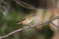 Very close-up photo of common chiffchaff Royalty Free Stock Photo