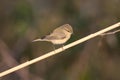 Very close-up photo of common chiffchaff Royalty Free Stock Photo