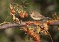 Very close-up photo of common chiffchaff Royalty Free Stock Photo