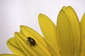 Macro photo of a red and black spotted ladybug resting on a yellow gerbera daisy. Royalty Free Stock Photo