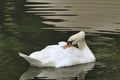 Very close-up photo of a white swan grooming it`s self. Royalty Free Stock Photo