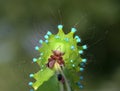 Very close up portrait of caterpillar of the giant peacock moth