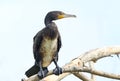Very close up portrait of common cormorant
