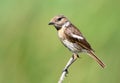 Very close up portrait of female European stonechat Saxicola rubicola