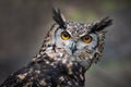 Close up portrait of a mackinder eagle owl Royalty Free Stock Photo