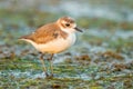 Very close up portrait Lesser Sand Plover