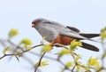 Very close up portrait of red footed falcon