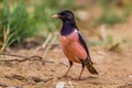 Very close up of Rare Rosy Starling