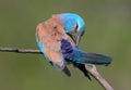 Very close up and unusual portrait of an european roller Royalty Free Stock Photo