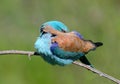 Very close up and unusual portrait of an european roller Royalty Free Stock Photo