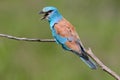 Very close up and unusual portrait of an european roller